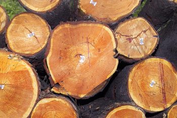 Videoüberwachung im Wald